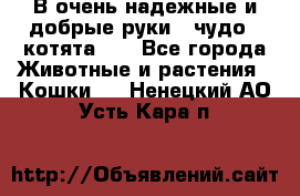 В очень надежные и добрые руки - чудо - котята!!! - Все города Животные и растения » Кошки   . Ненецкий АО,Усть-Кара п.